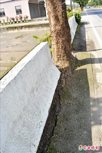 樹根破壞地基